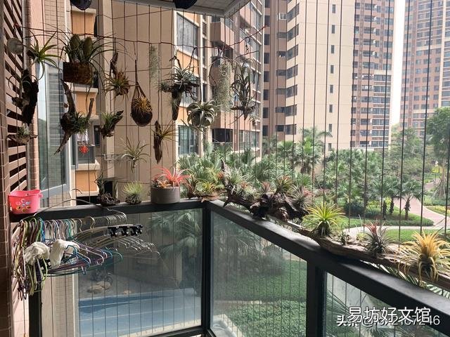 空气凤梨怎样种在干树枝上？