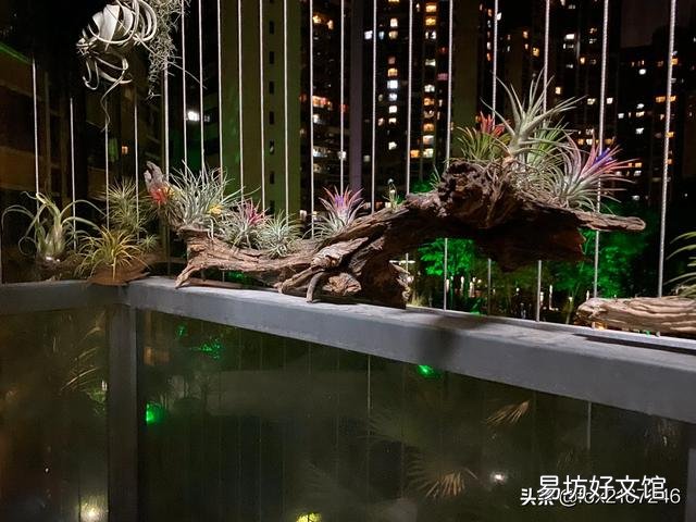 空气凤梨怎样种在干树枝上？