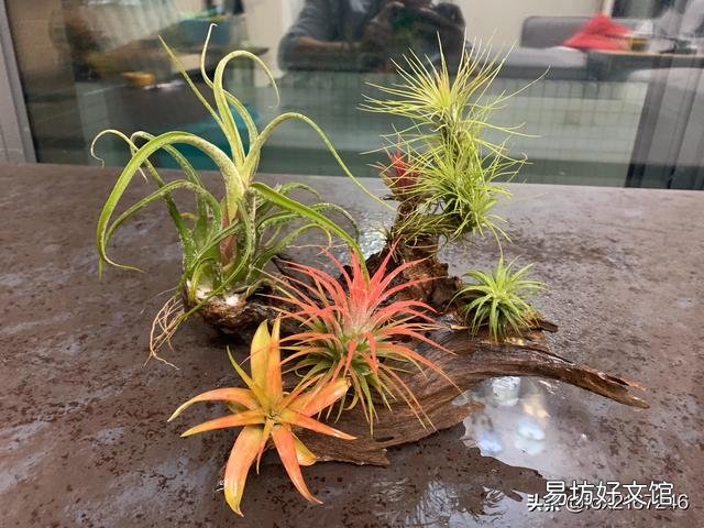 空气凤梨怎样种在干树枝上？