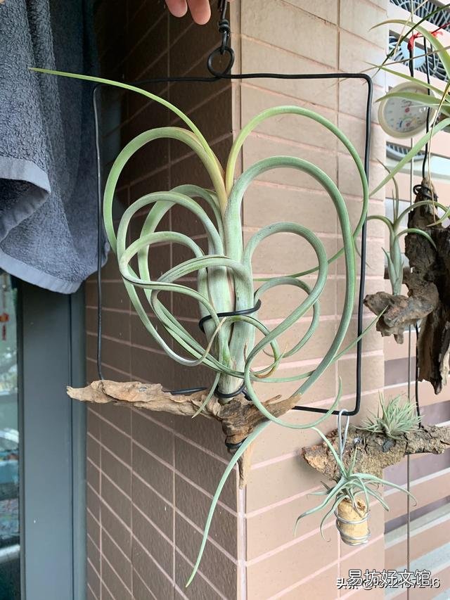 空气凤梨怎样种在干树枝上？