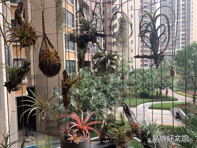 空气凤梨怎样种在干树枝上？
