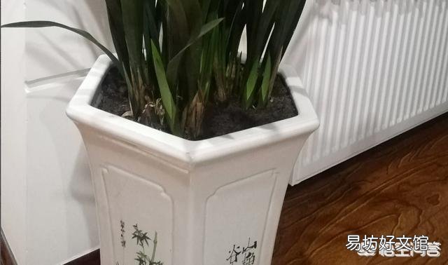 墨兰叶上有小黑斑点是怎么回事?