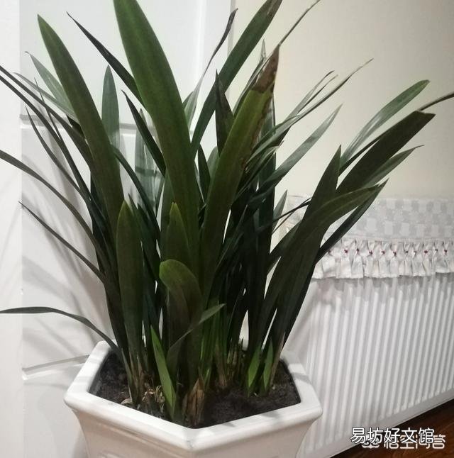 墨兰叶上有小黑斑点是怎么回事?