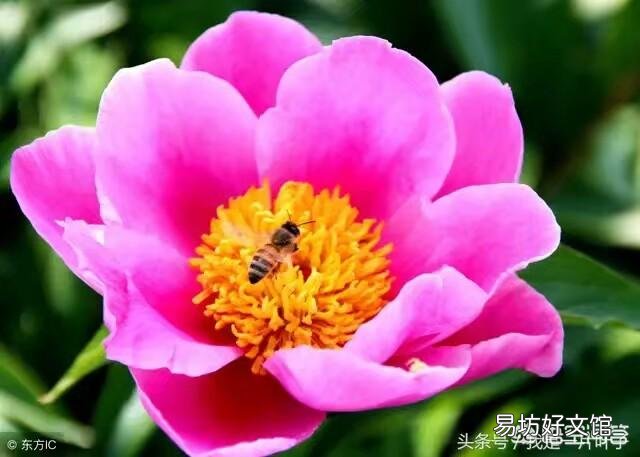 牡丹花苗为什么不长叶?你有哪些养护方法?