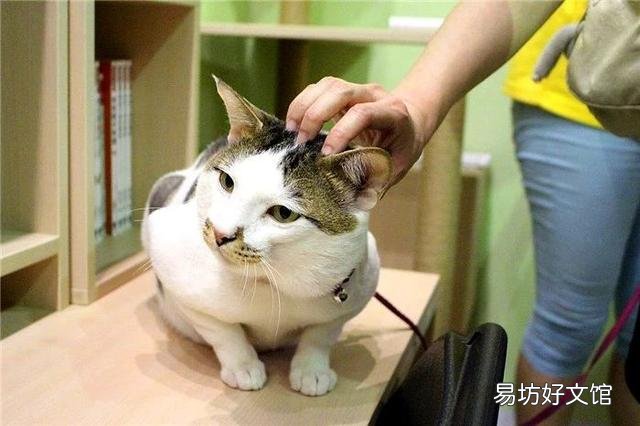 猫不打疫苗会怎么样(家养猫不打疫苗会怎么样)