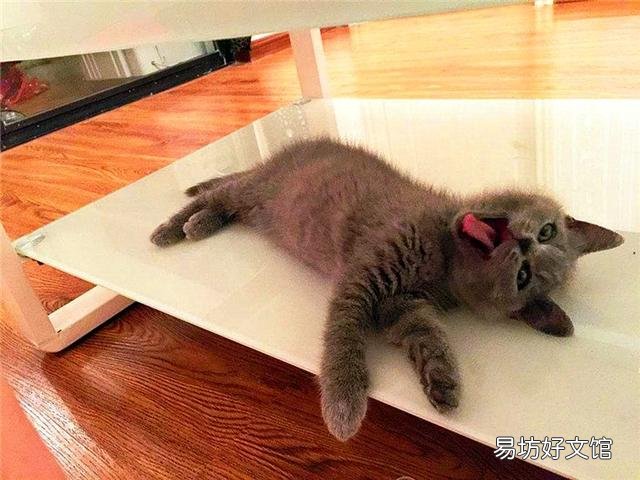 猫不打疫苗会怎么样(家养猫不打疫苗会怎么样)