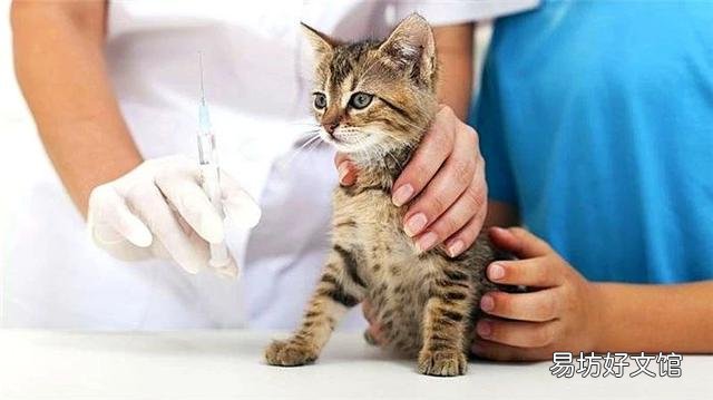 猫不打疫苗会怎么样(家养猫不打疫苗会怎么样)