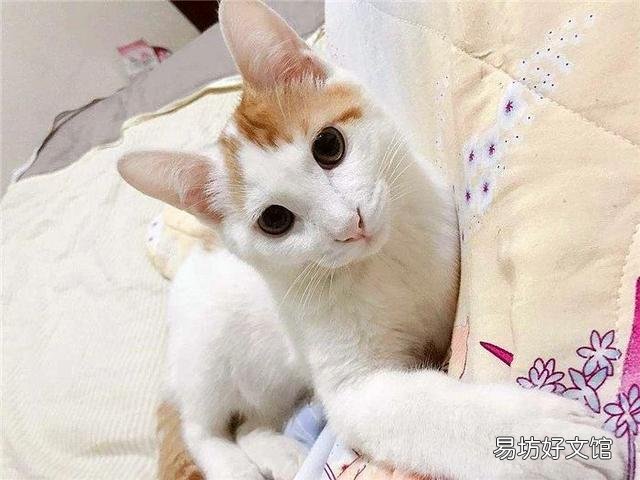 猫不打疫苗会怎么样(家养猫不打疫苗会怎么样)