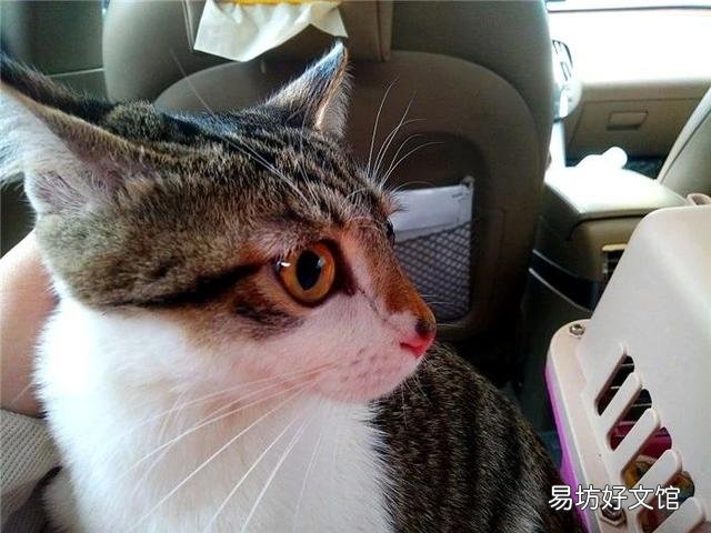 猫不打疫苗会怎么样(家养猫不打疫苗会怎么样)