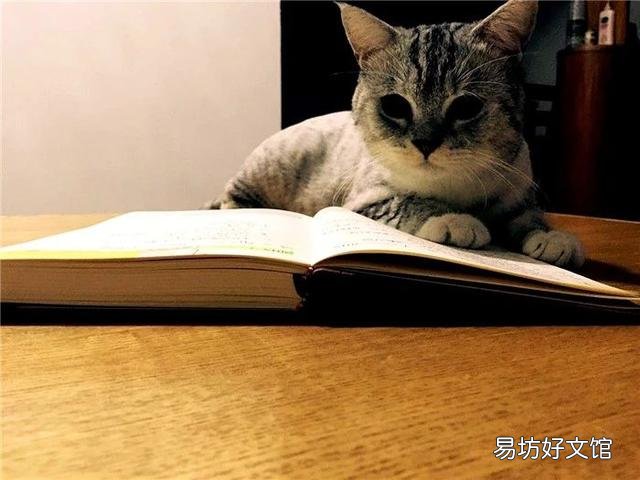 猫不打疫苗会怎么样(家养猫不打疫苗会怎么样)