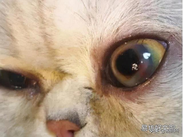 猫咪白内障初期照片(猫咪白内障图片)