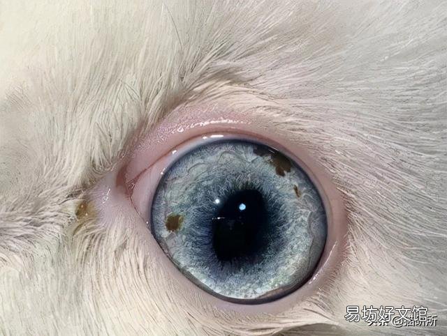 猫咪白内障初期照片(猫咪白内障图片)
