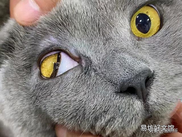 猫咪白内障初期照片(猫咪白内障图片)