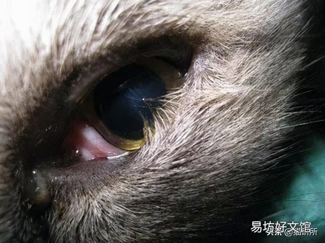 猫咪白内障初期照片(猫咪白内障图片)