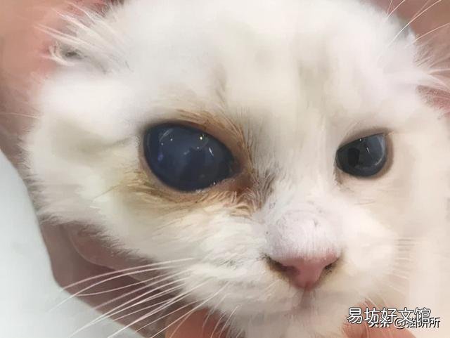 猫咪白内障初期照片(猫咪白内障图片)