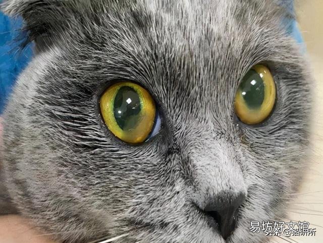 猫咪白内障初期照片(猫咪白内障图片)