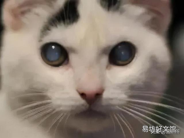 猫咪白内障初期照片(猫咪白内障图片)