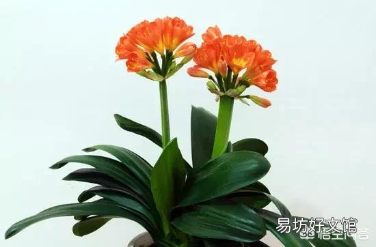 君子兰叶子发软是什么原因?该怎么养好君子兰?