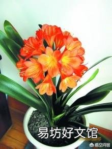 君子兰叶子发软是什么原因?该怎么养好君子兰?