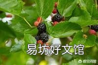 夏天烈日下有的植物叶片会蔫或卷曲，傍晚又能恢复正常，有何科学道理？