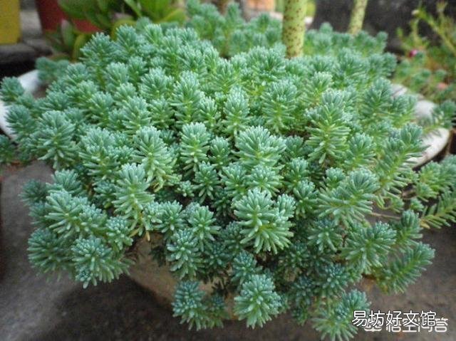 夏天烈日下有的植物叶片会蔫或卷曲，傍晚又能恢复正常，有何科学道理？
