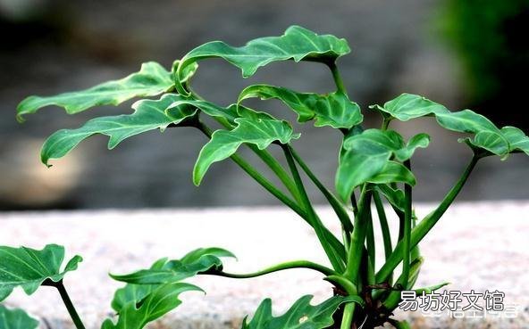 夏天烈日下有的植物叶片会蔫或卷曲，傍晚又能恢复正常，有何科学道理？