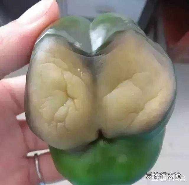 夏天烈日下有的植物叶片会蔫或卷曲，傍晚又能恢复正常，有何科学道理？