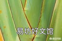 夏天烈日下有的植物叶片会蔫或卷曲，傍晚又能恢复正常，有何科学道理？