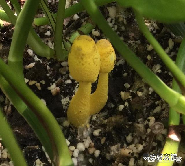 发财树下长了朵小蘑菇，能吃吗？