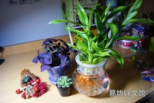 哪些植物適合學生黨在宿舍養呢？
