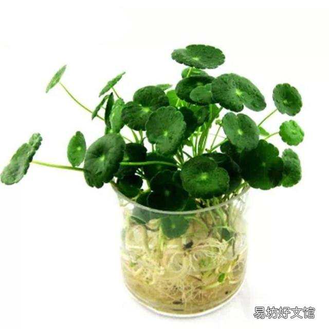 哪些植物適合學生黨在宿舍養呢？