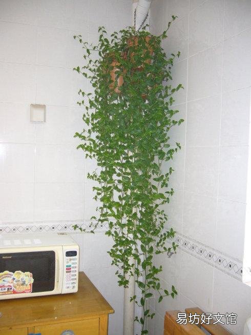 哪些植物適合學生黨在宿舍養呢？