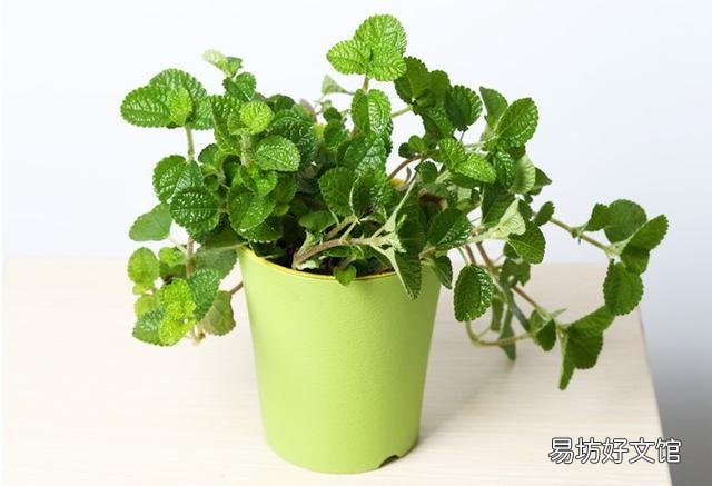 哪些植物適合學生黨在宿舍養呢？