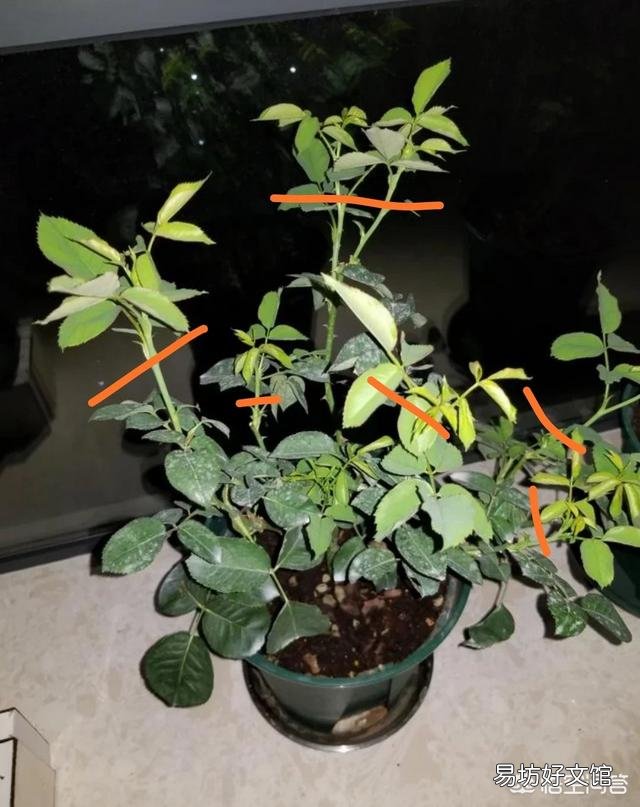月季已经又孕育花苞了，健康中苗，这时候需要留夏花吗？