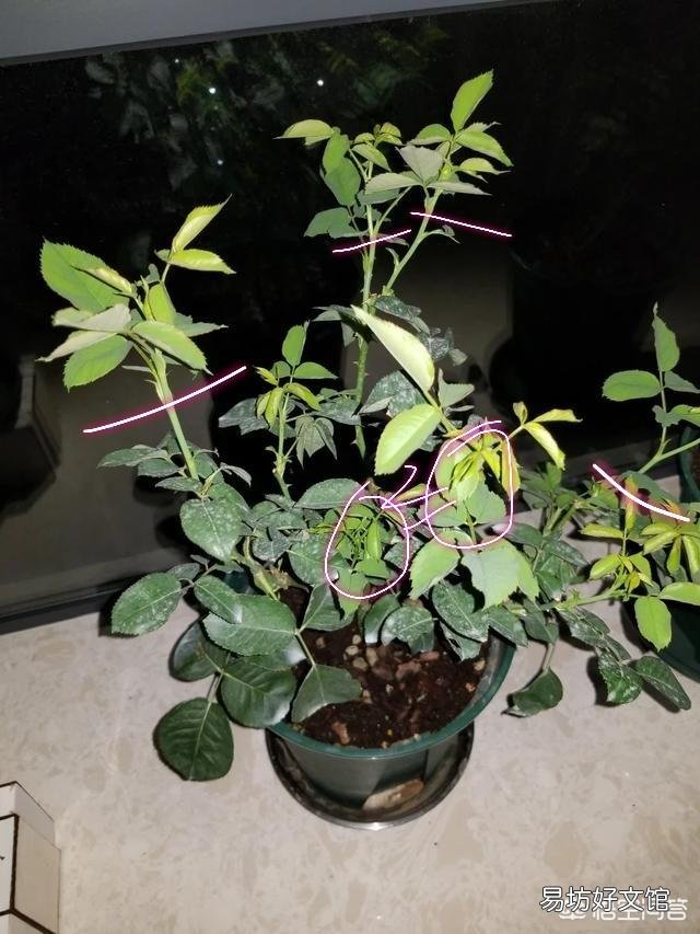 月季已经又孕育花苞了，健康中苗，这时候需要留夏花吗？