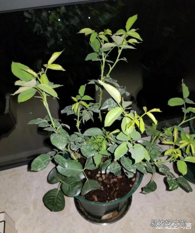 月季已经又孕育花苞了，健康中苗，这时候需要留夏花吗？
