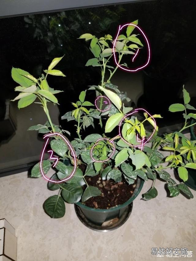 月季已经又孕育花苞了，健康中苗，这时候需要留夏花吗？