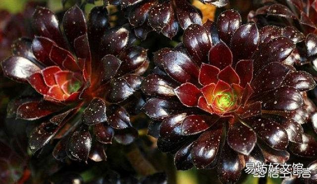 多肉植物法师的叶子快掉没了怎么办?