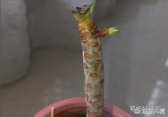 多肉植物法师的叶子快掉没了怎么办?