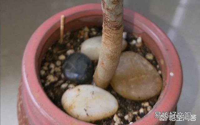 多肉植物法师的叶子快掉没了怎么办?