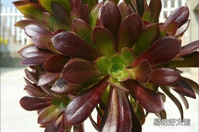 多肉植物法师的叶子快掉没了怎么办?