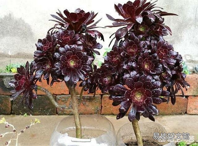 多肉植物法师的叶子快掉没了怎么办?
