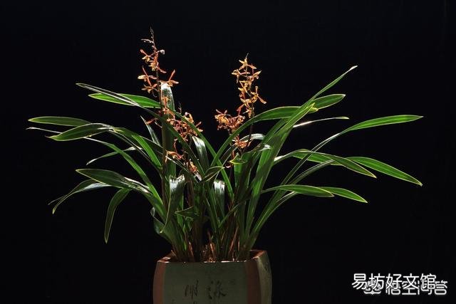 墨蘭葉片開始有卷曲，可是高溫高濕季節，為防腐不得不適當控水，該怎么辦？