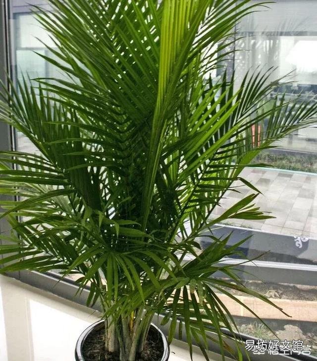 种植凤尾竹需要注意什么?