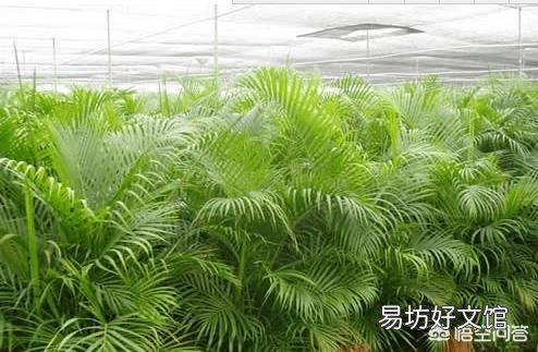 种植凤尾竹需要注意什么?