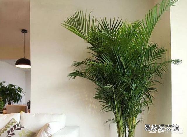 种植凤尾竹需要注意什么?