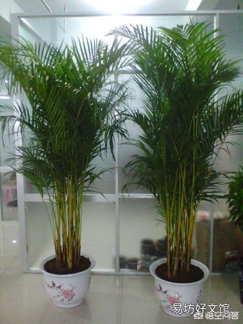 种植凤尾竹需要注意什么?