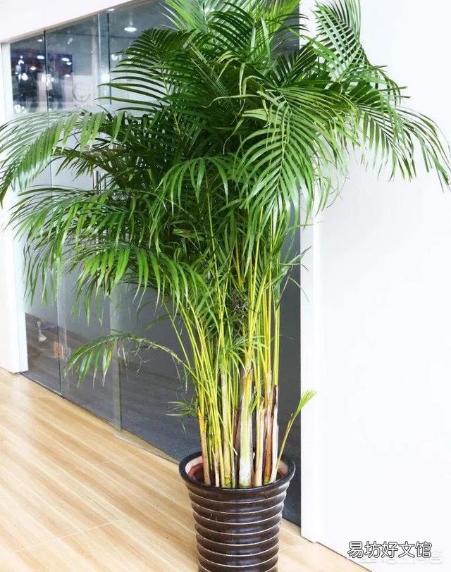 种植凤尾竹需要注意什么?