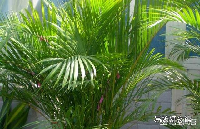 种植凤尾竹需要注意什么?