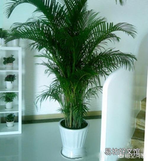 种植凤尾竹需要注意什么?